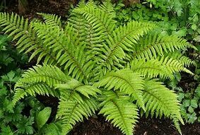 облоги за третман на проширени вени